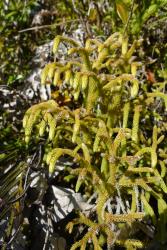 Lycopodiella cernua. Branching aerial stem with immature green strobili.
 Image: L.R. Perrie © Te Papa CC BY-NC 4.0